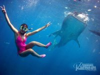  	Swimming with the Whale Sharks-Oslob, Cebu
